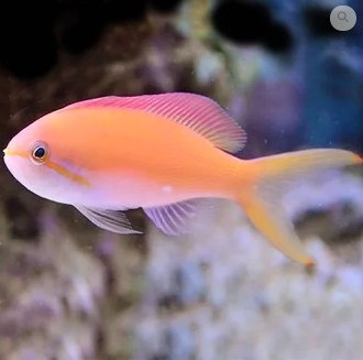 Nemanthias Carberryi Nemanthias Carberryi