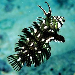 Novaculichthys taeniourus