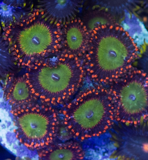 Zoanthus Candy Apple Red 1 polip Zoanthus Candy Apple Red 1 polip