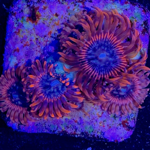 Zoanthus Lunar eclipse 1 polip Zoanthus Lunar eclipse 1 polip