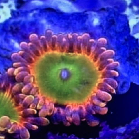 Zoanthus Rainbow Troll 1 polip Zoanthus Rainbow Troll 1 polip