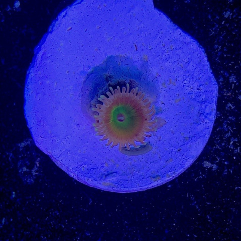 Zoanthus Rainbow Troll 1 polip Zoanthus Rainbow Troll 1 polip