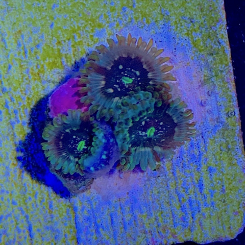 Zoanthus Hawaiian People Eater 1 polip Zoanthus Hawaiian People Eater 1 polip