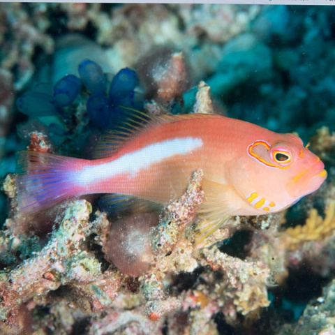 Paracirrhites arcuatus Paracirrhites arcuatus
