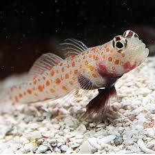 Amblyeleotris guttata Amblyeleotris guttata