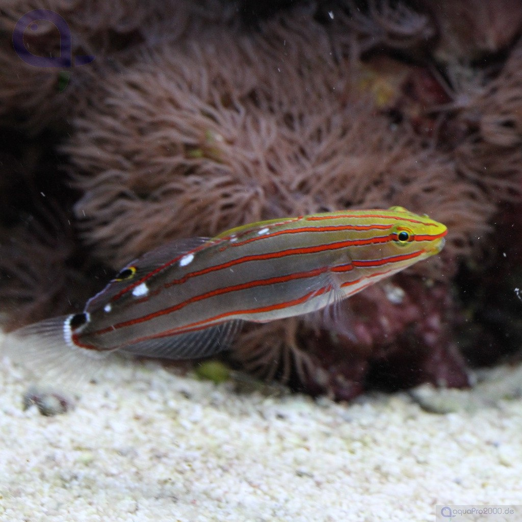 Amblygobius (Koumansetta) rainfordi Amblygobius (Koumansetta) rainfordi