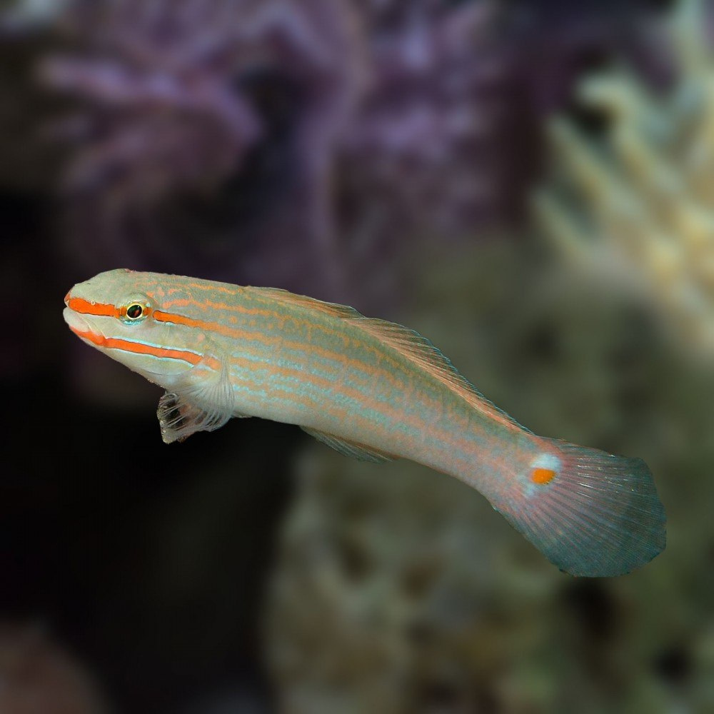 Amblygobius decussatus Amblygobius decussatus