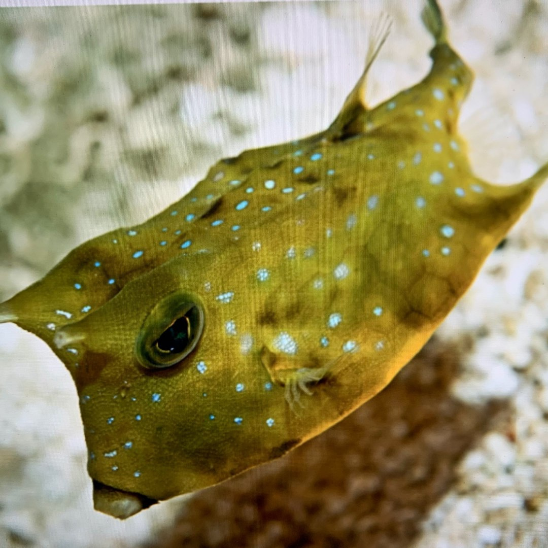 Lactoria diaphana Lactoria diaphana