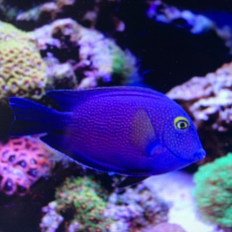 Ctenochaetus strigosus (Goldring Surgeonfish - )