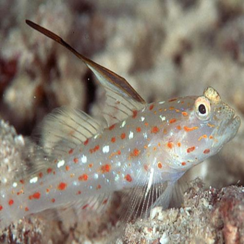 Ctenogobiops tangaroai Ctenogobiops tangaroai