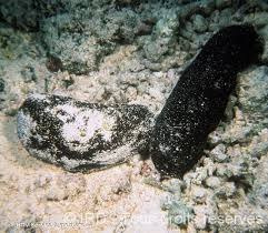 Holothuria atra (Strzykwa )S Holothuria atra (Strzykwa )S