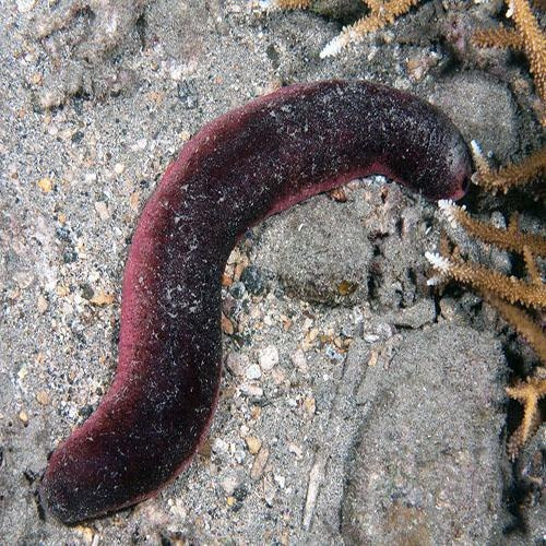 Holothuria edulis (Strzykwa )S Holothuria edulis (Strzykwa )S