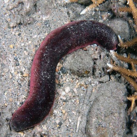 Holothuria edulis (Strzykwa )S Holothuria edulis (Strzykwa )S