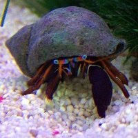 Calcinus sp. Calcinus sp.