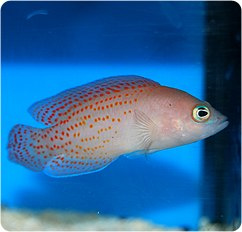 Pholidochromis cerasina Pholidochromis cerasina