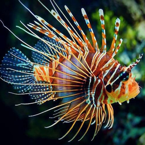 Pterois antennata Pterois antennata