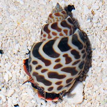 Babilonia sp. Babilonia sp.
