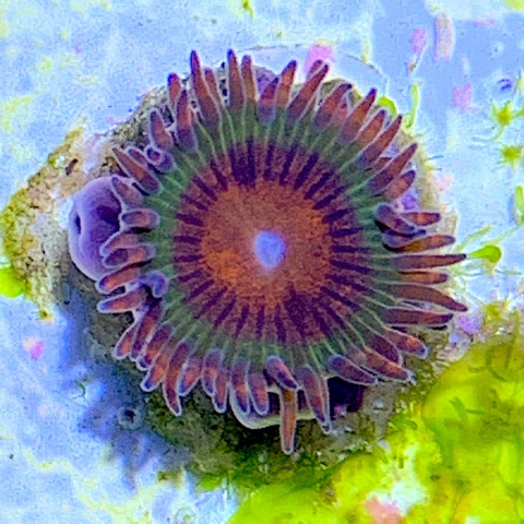 Zoanthus Krakatoa 1 polip Zoanthus Krakatoa 1 polip