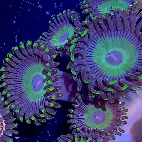 Zoanthus Zing Zing 1 polip Zoanthus Zing Zing 1 polip