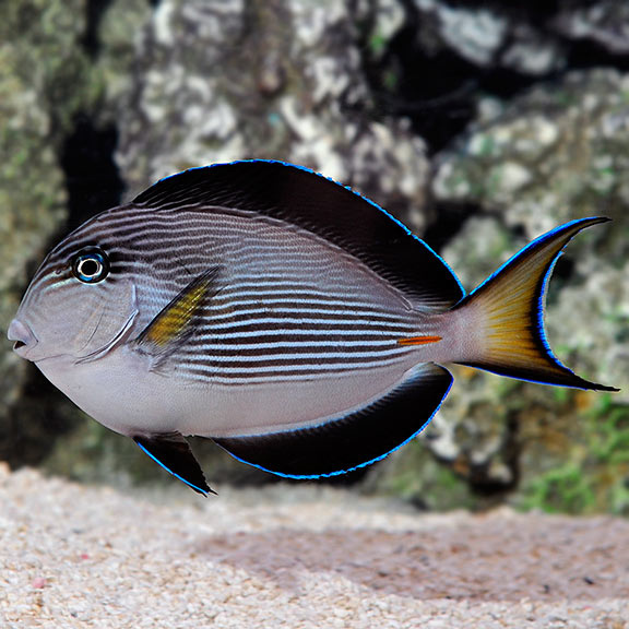 Acanthurus Sohal Acanthurus Sohal