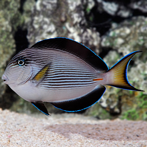 Acanthurus Sohal S/M