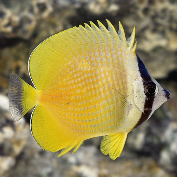 Chaetodon kleini S/M Chaetodon kleini S/M