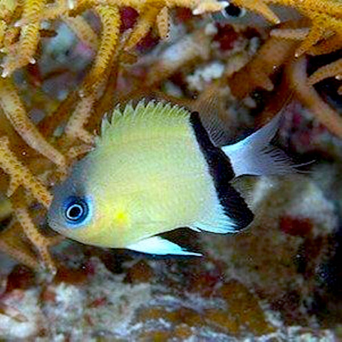 Chromis retrofasciata Chromis retrofasciata