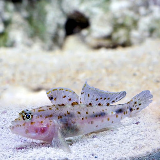 Fusigobius longispinus Fusigobius longispinus