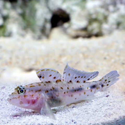 Fusigobius longispinus