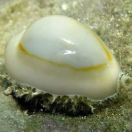 Erosaria annulus Erosaria annulus