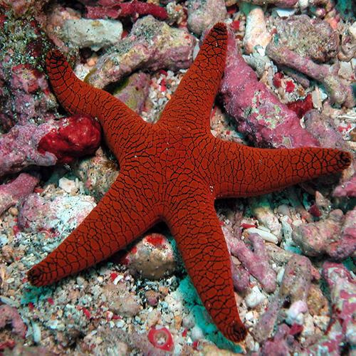 Fromia sp. (Red Star Fish) Fromia sp. (Red Star Fish)