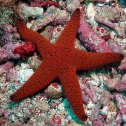 Fromia milleporella (Red Star Fish)