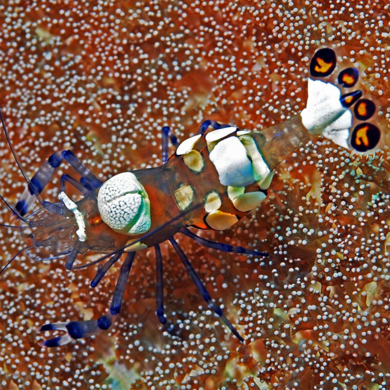 Periclimenes brevicarpalis Periclimenes brevicarpalis
