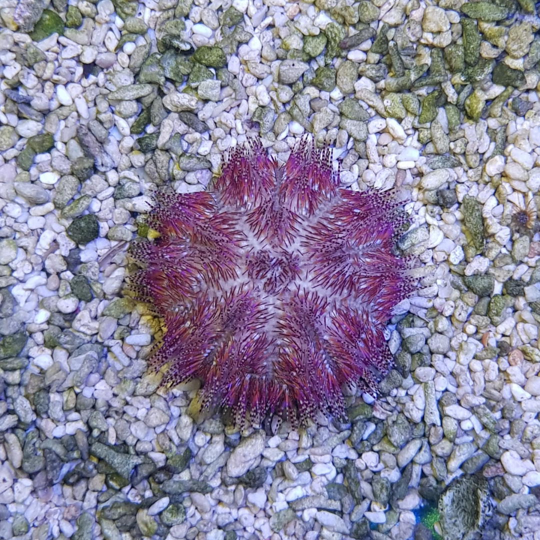 Salmacis belli Salmacis belli