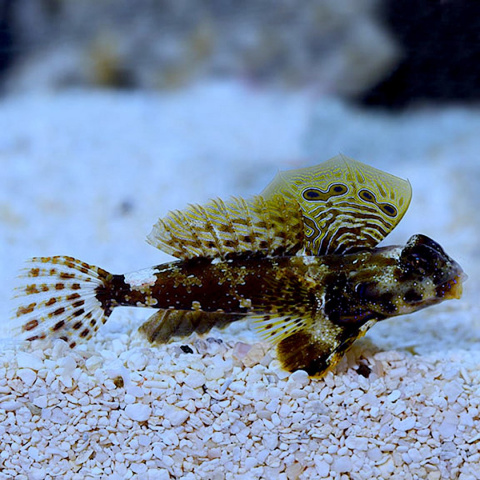 Synchiropus ocellatus Synchiropus ocellatus