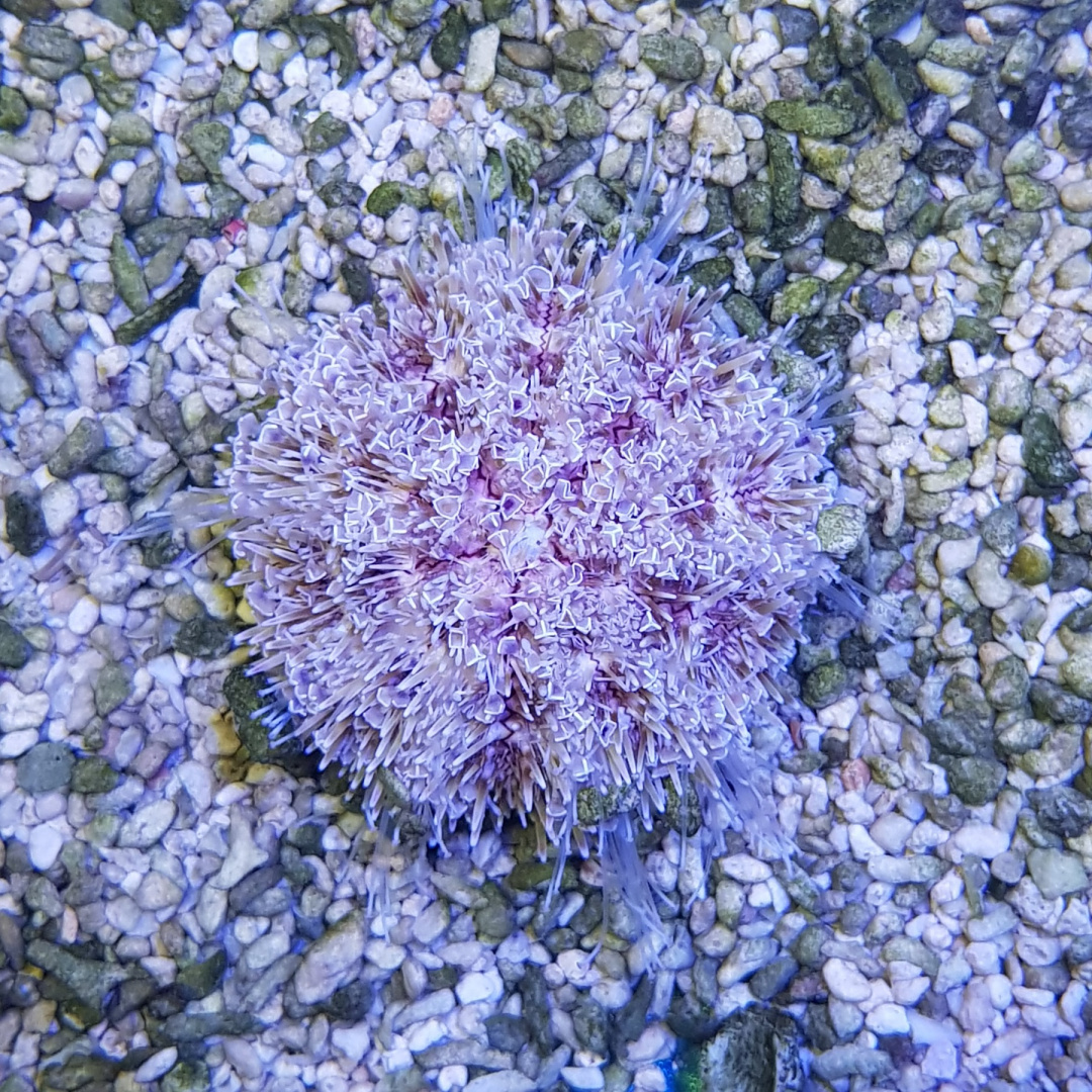 Toxopneustes pileolus Toxopneustes pileolus