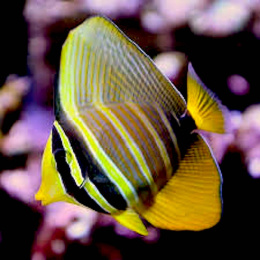 Zebrasoma veliferum S