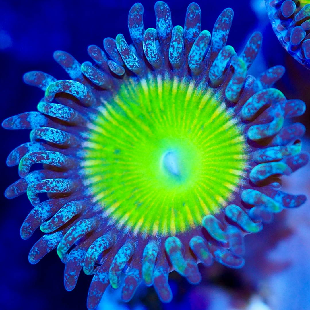 Zoanthus Candy Apple Green 1 polip Zoanthus Candy Apple Green 1 polip