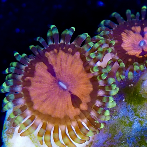 Zoanthus Date & night1 polip Zoanthus Date & night1 polip