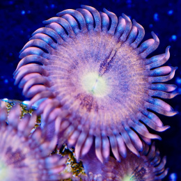 Zoanthus Sakura 1 polip