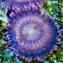 Zoanthus Sakura 1 polip