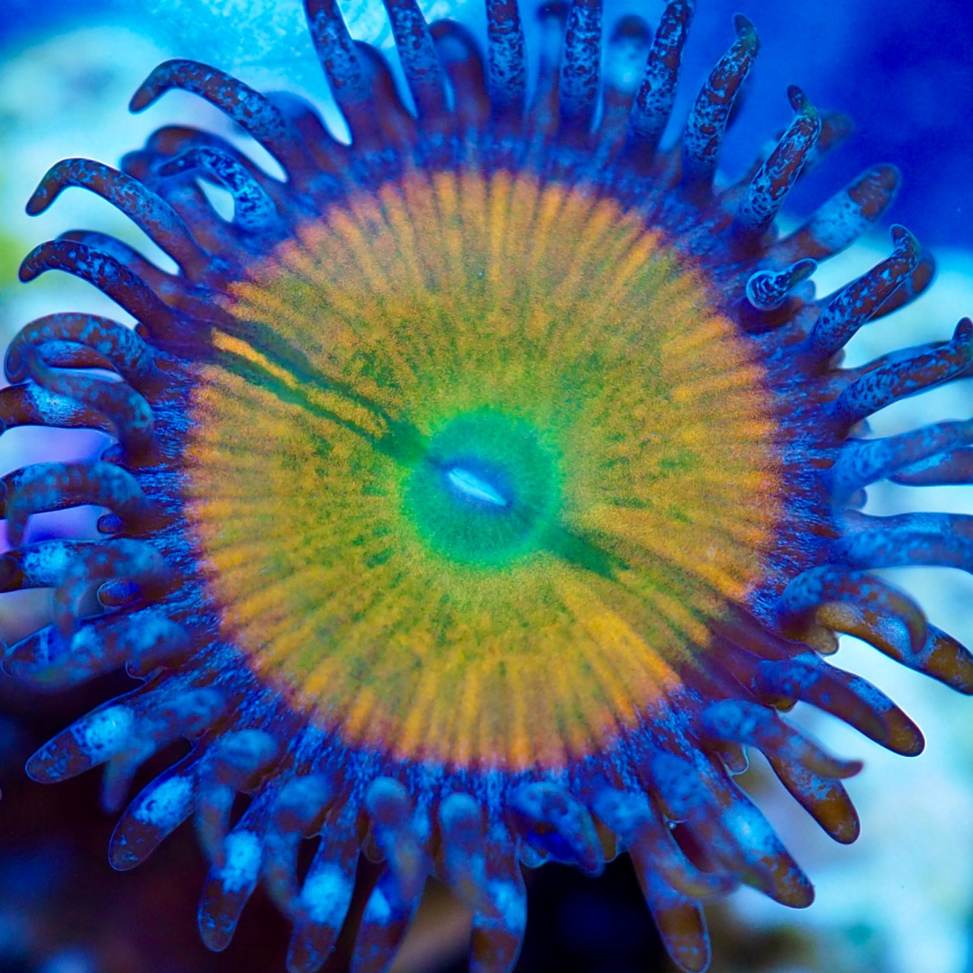 Zoanthus Rainbow brights 1 polip Zoanthus Rainbow brights 1 polip