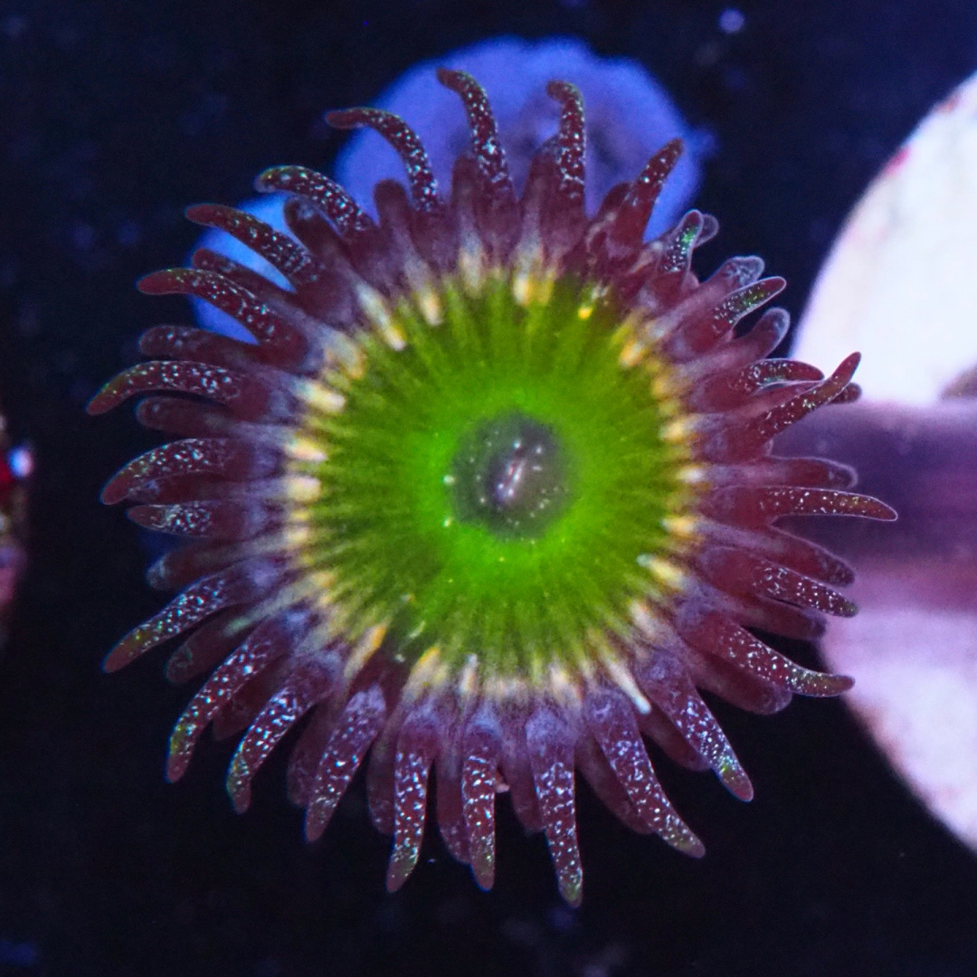 Zoanthus Tinkerbell 1 polip Zoanthus Tinkerbell 1 polip