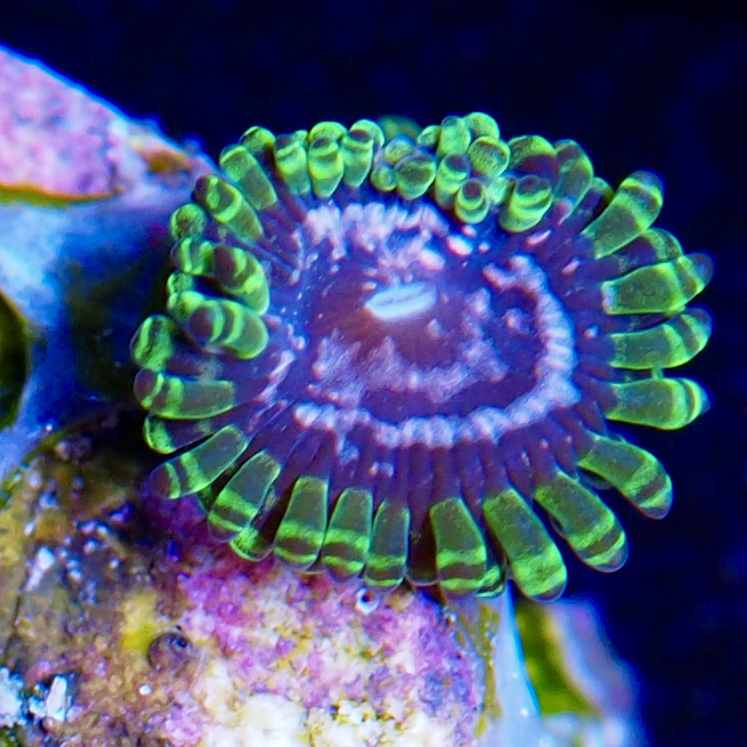 Zoanthus Purple monster 1 polip Zoanthus Purple monster 1 polip