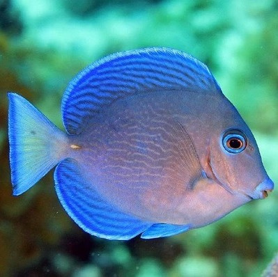 Acanthurus coeruleus S/M