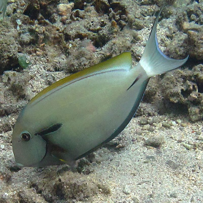 Acanthurus nigricauda Acanthurus nigricauda