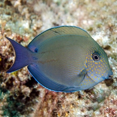 Acanthurus nigrofuscus Acanthurus nigrofuscus