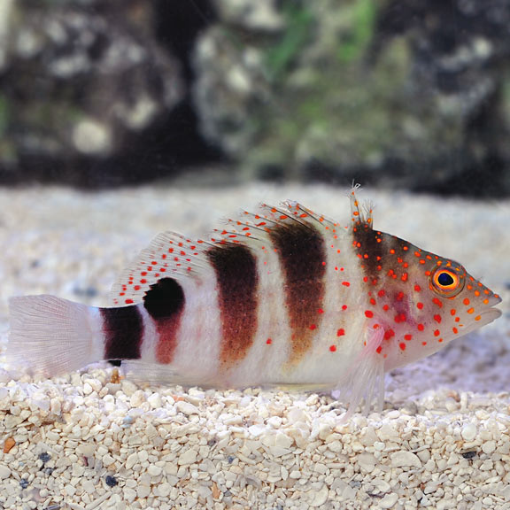 Amblycirrhitus pinos Amblycirrhitus pinos