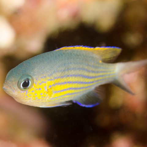 Chromis Vanderbilti