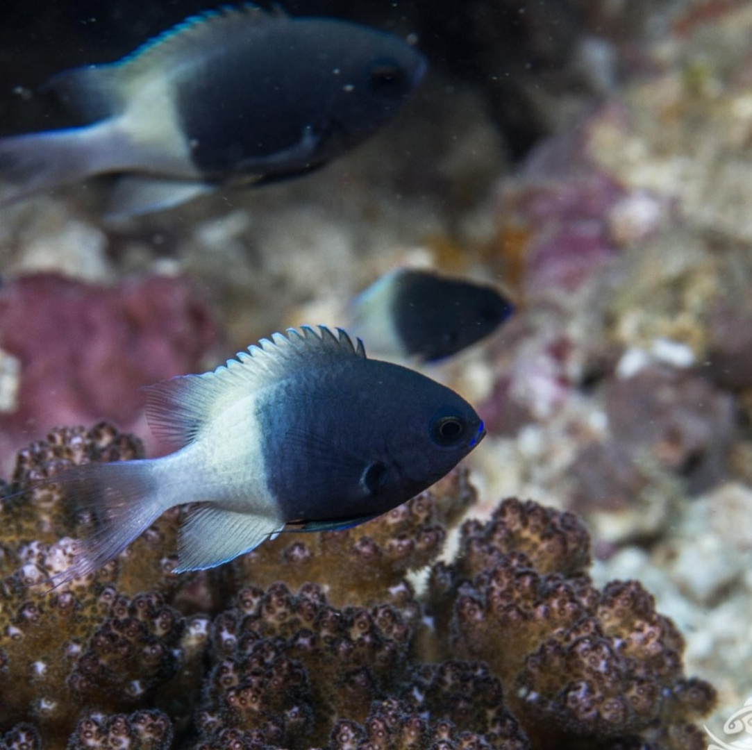 Chromis dimidiatus Chromis dimidiatus